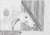 Curious horse looking out of a stable